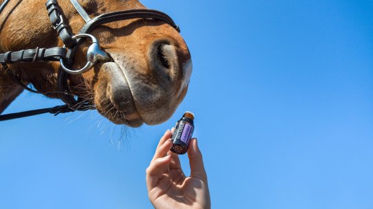 How to Manage Seasonal Allergies with the Help of Essential Oils Bulgaria, Health & Balance Bulgaria, Jasmine Drop Bulgaria